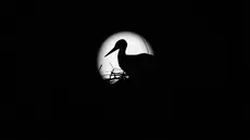 Seekor bangau yang berada di tengah sinar bulan purnama membentuk sebuah siluet (REUTERS/Jon Nazca).