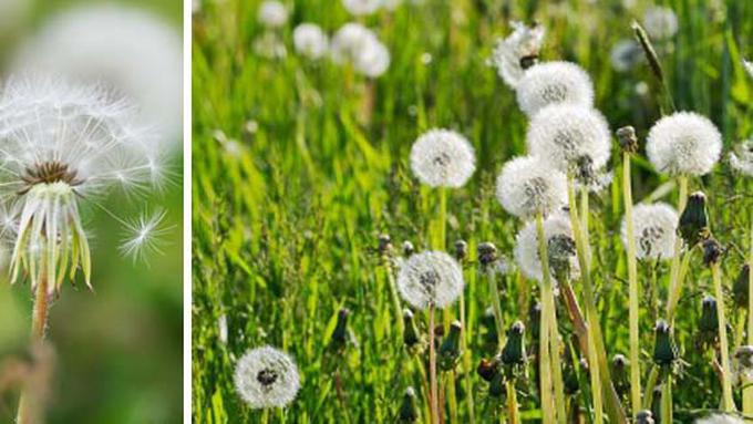 300 Gambar Bunga Dandelion HD  Terbaru Gambar  ID