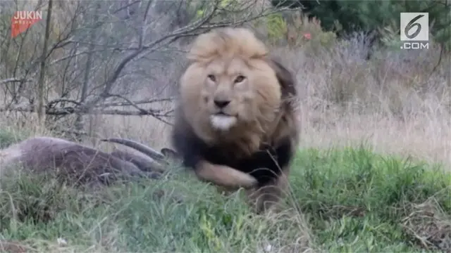 Singa tersebut seakan tak senang saat fotografer mengabadikan kegiatannya.