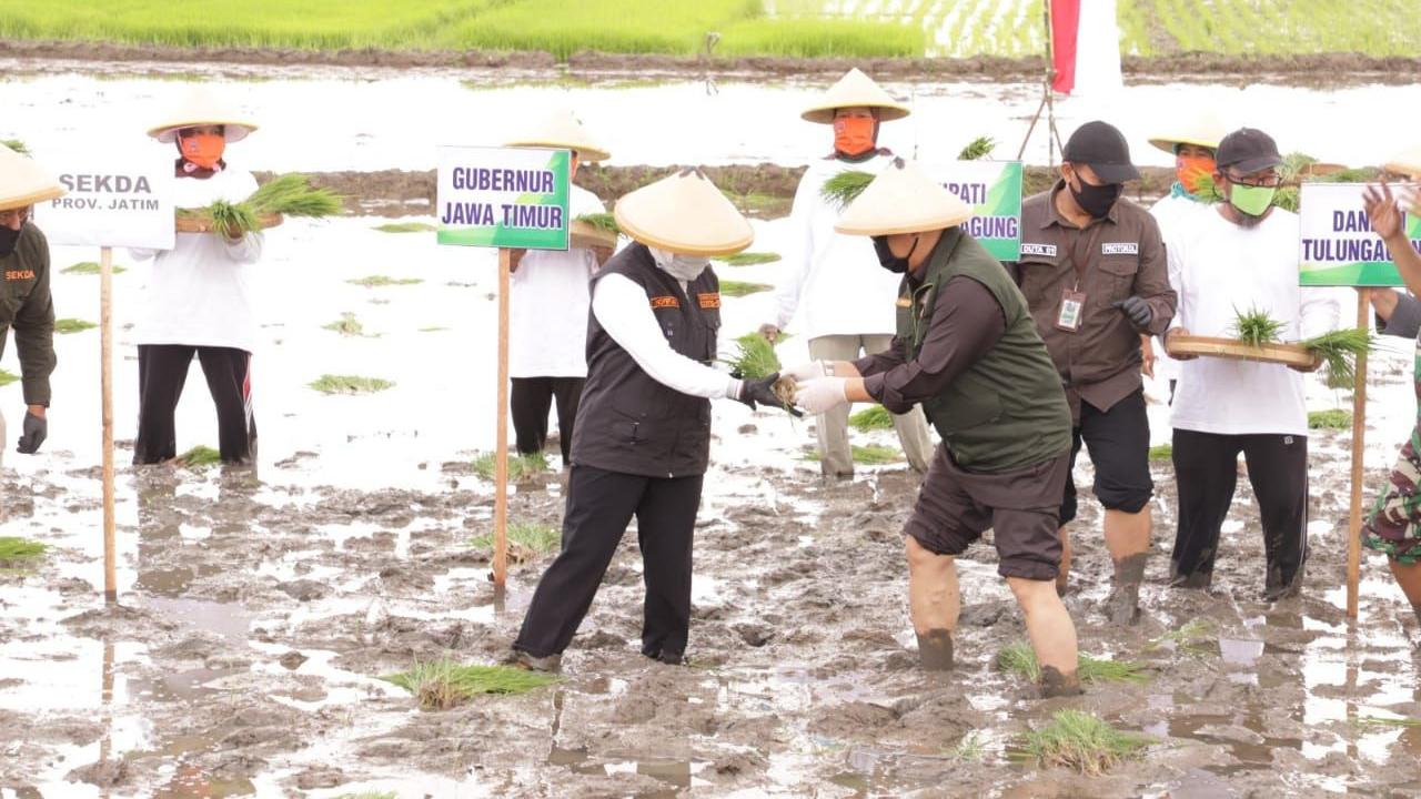 Gubernur Jawa Timur (Jatim), Khofifah Indar Parawansa melakukan Gerakan Percepatan Tanam Padi pada musim tanam II. (Dok Kementan)