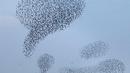 Ribuan burung jalak membentuk formasi ketika melakukan migrasi di langit atas lahan pertanian dekat kota Beit Shean di Israel, Kamis (21/12). Biasanya, mereka memang terbang bersama membentuk suatu formasi tertentu. (AFP PHOTO/MENAHEM KAHANA)