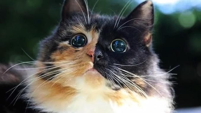 600 Koleksi Gambar Kucing Untuk Membuat Kolase Terbaru