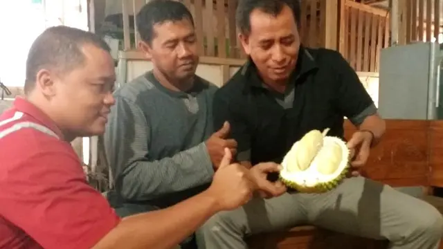 Durian Bodong, durian unggulan berukuran jumbo Banjarnegara. (Foto: Liputan6.com/Muhamad Ridlo)