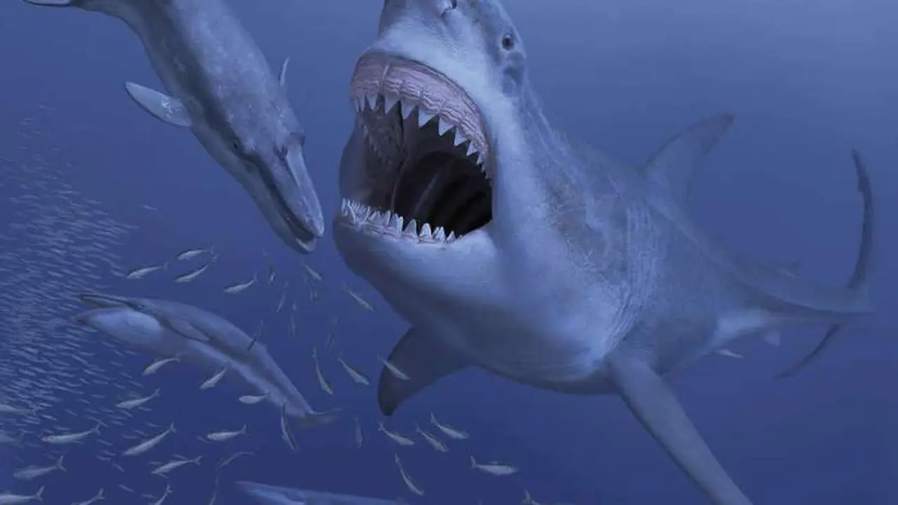 Ternyata Ini Penyebab Hiu Purba Raksasa Megalodon Punah