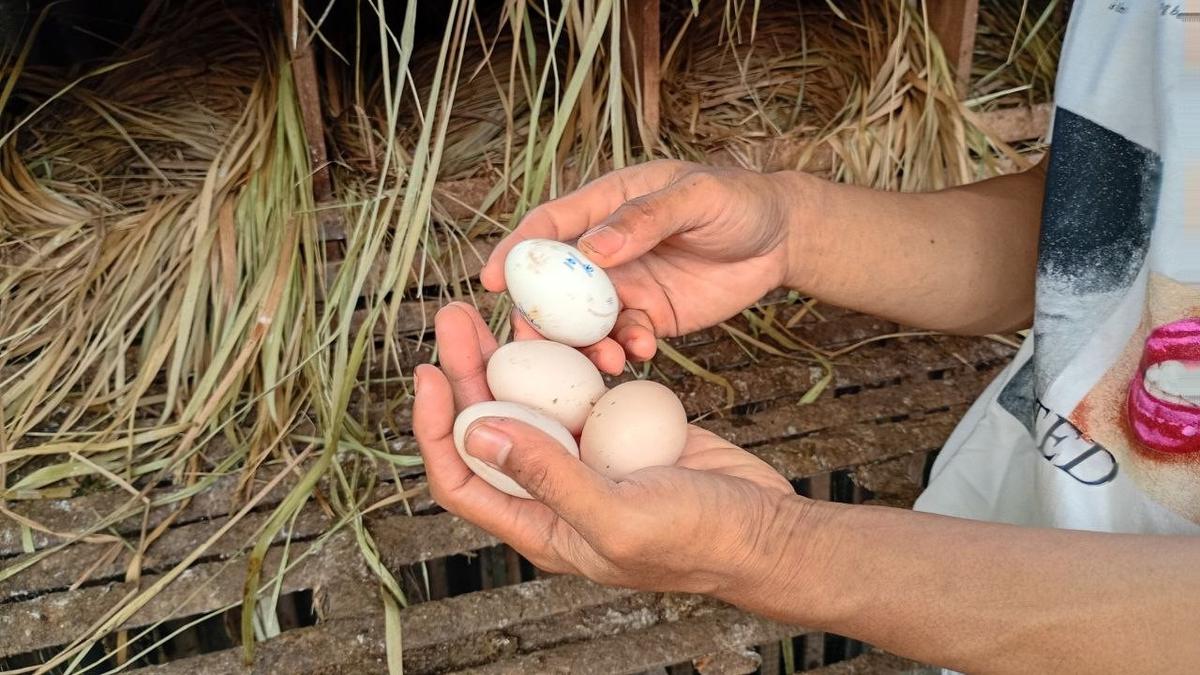 6 Manfaat Pakan Organik Fermentasi untuk Ayam, Hasilkan Daging &amp; Telur yang Aman Dikonsumsi
