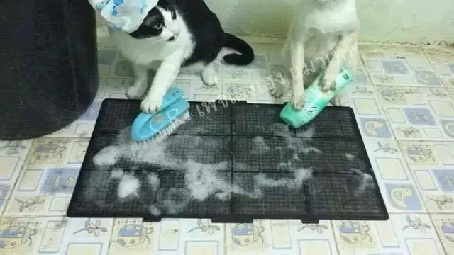 Kelakuan Kucing Lakukan Pekerjaan Rumah Ini Bak Manusia, Bikin Geleng Kepala