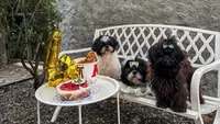 6 Tips Merawat Anjing Shih Tzu ala Pemilik Berpengalaman, dari Mata hingga Grooming