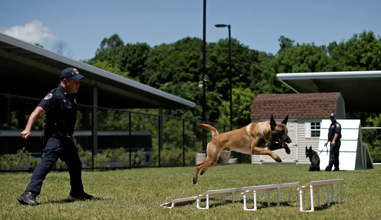 Polisi MTA melatih anjing polisi K-9 dalam mendeteksi bahan peledak saat pelatihan kelincahan di MTA Kepolisian Canine Training Center, Stormville, New York, (6/6/2016). (REUTERS/Mike Segar)