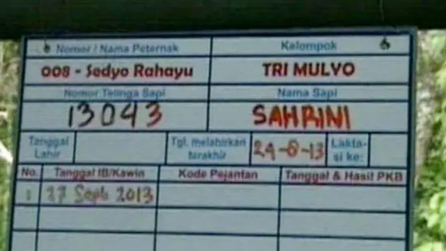 Ada Sapi Syahrini dan Manohara