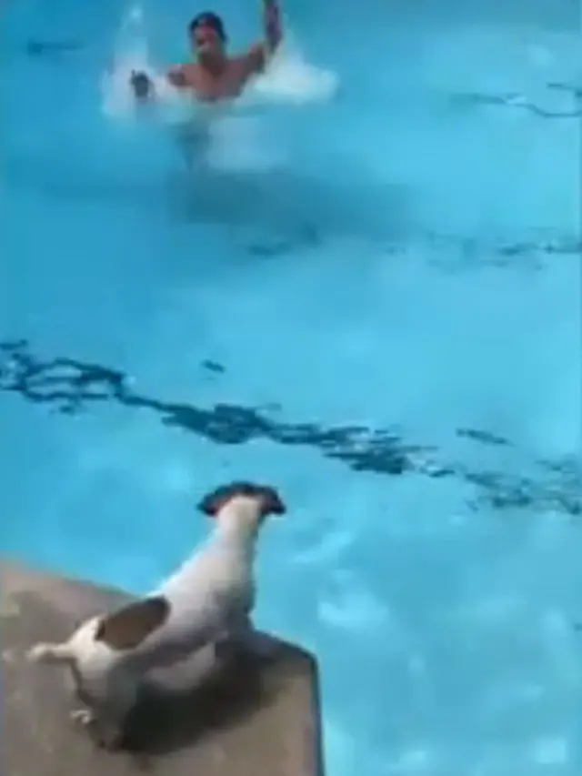 Seorang Pria Pura-pura Tenggelam di Kolam Renang, Begini Reaksi Anjing Saat Melihatnya