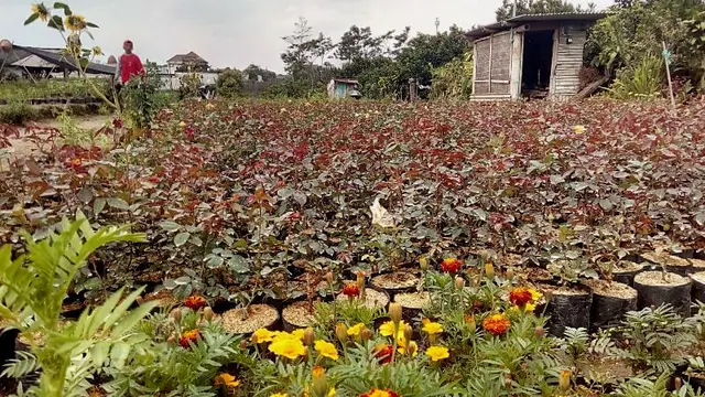 Singgah di Desa Sejuta Bunga Sidomulyo Kota Batu