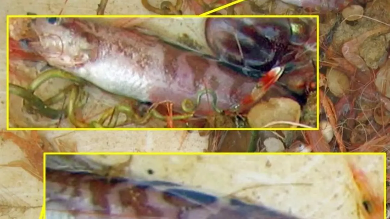 Penemuan Jenis Ikan Baru dengan Mata Ketiga