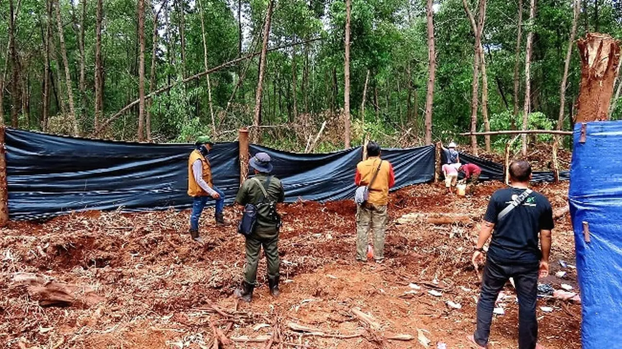 Lokasi barak pekerja tempat harimau sumatra menerkam manusia di Kabupaten Pelalawan.