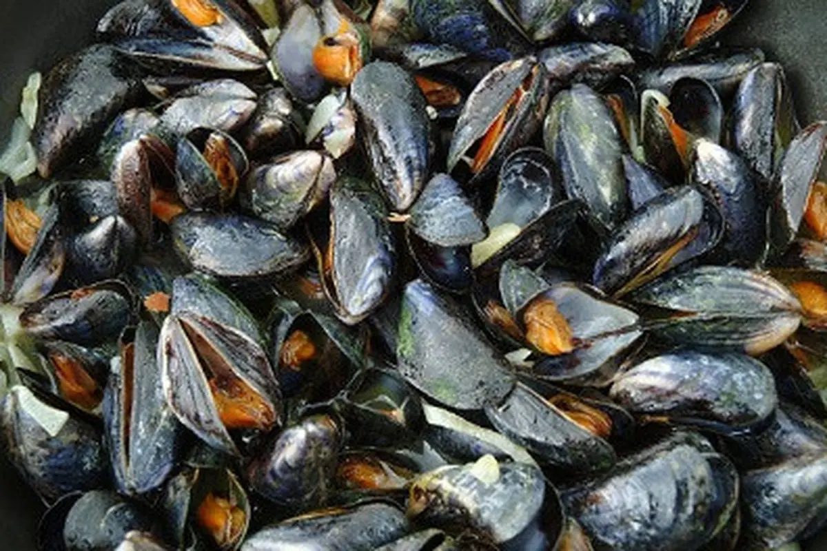 ilustrasi kerang.
