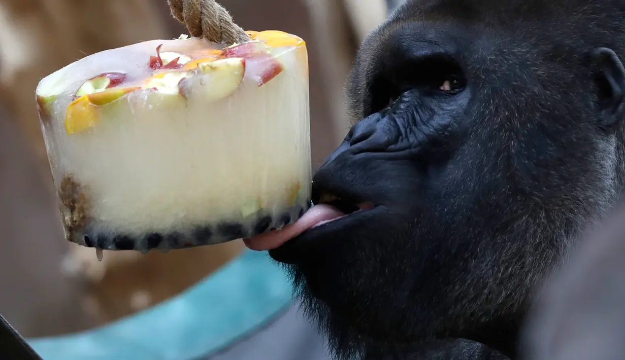 Seekor gorila dataran rendah, Richard, sedang menjilati es krim di Kebun Binatang Praha, Republik Ceko, Senin (6/8). Pengelola bonbin memberikan es krim dari buah-buahan agar binatangnya tidak tersiksa selama gelombang panas. (AP/Petr David Josek)
