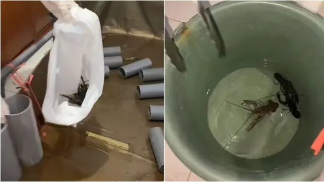 Pemilik Kos Syok Temukan Budidaya Lobster di Kamar Penyewa yang Nunggak 2 Bulan