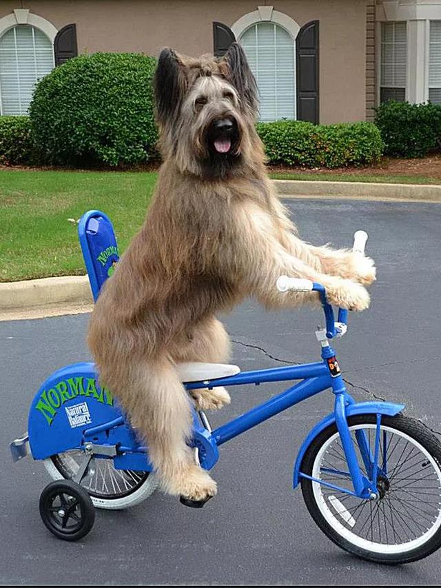 Anjing layaknya manusia (Sumber: Brightside)