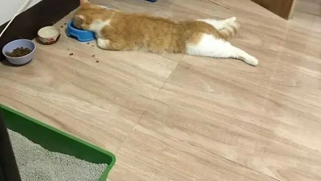 8 Potret Tingkah Kucing saat Gabut Ini Bikin Tepuk Jidat