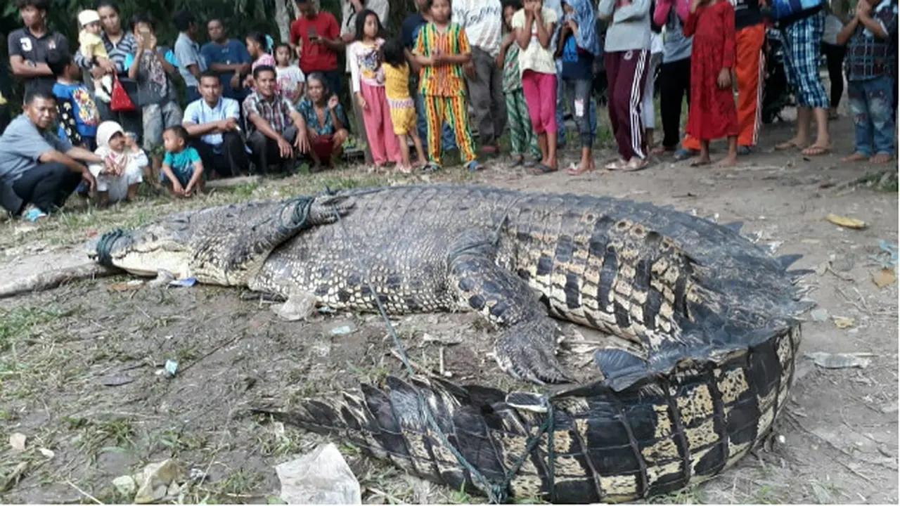 BBKSDA Riau Usut Kematian Buaya Raksasa Setelah Ditangkap Warga