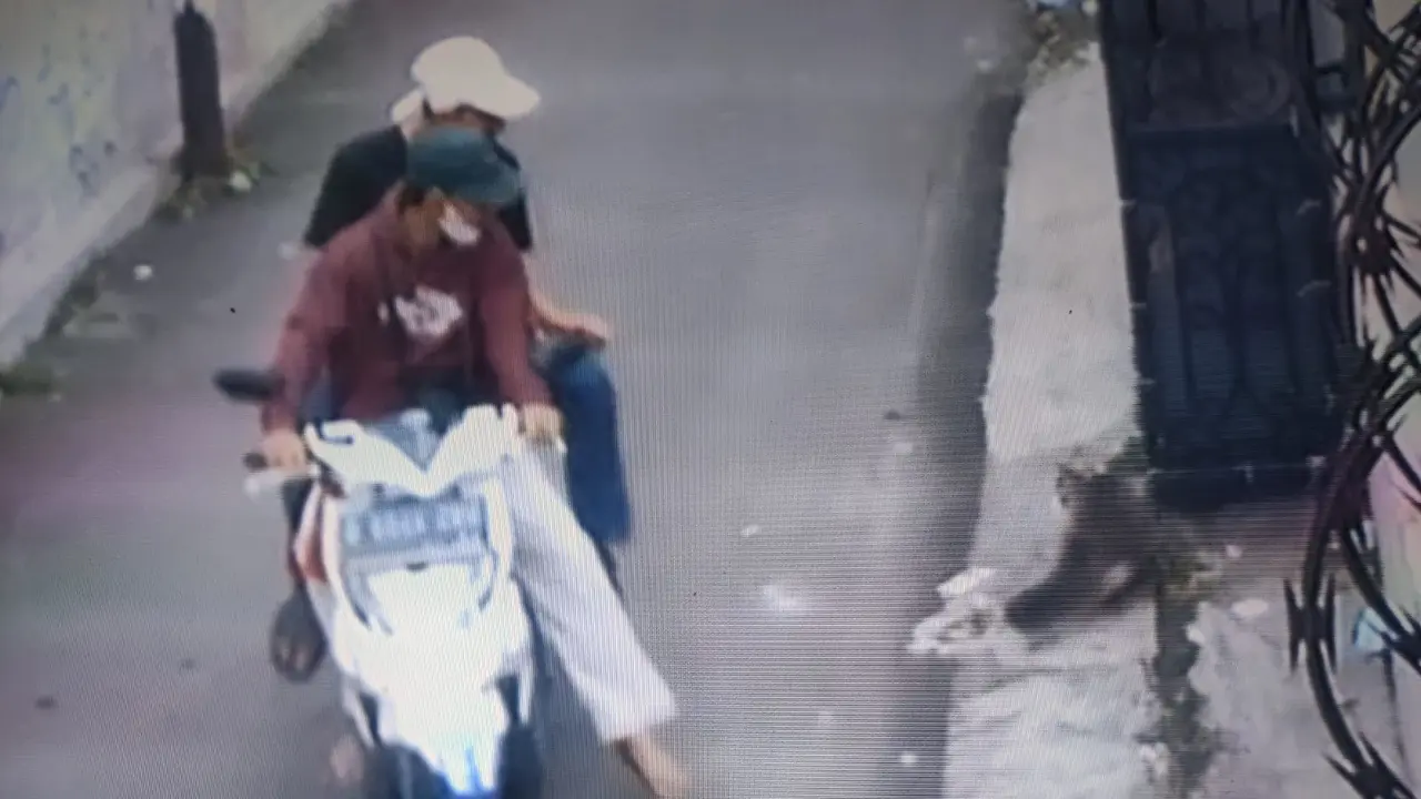 pencurian kucing