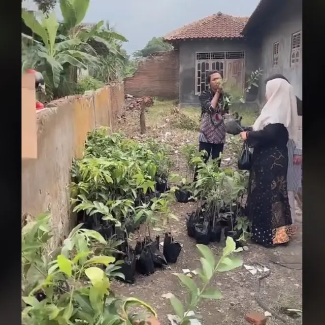 Viral Pasangan Pengantin Beri Suvenir Bibit Tanaman untuk Tamu Undangan.  foto: TikTok @iilmafitri