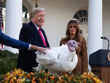 Ibu Negara Melania Trump menyaksikan Presiden Donald Trump memberikan pengampunan kepada kalkun dalam upacara Thanksgiving nasional di Rose Garden Gedung Putih, Selasa (26/11/2019). Ini merupakan tradisi tahunan yang diadakan di Gedung Putih sehari sebelum perayaan Hari Thanksgiving. (AP/Evan Vucci)