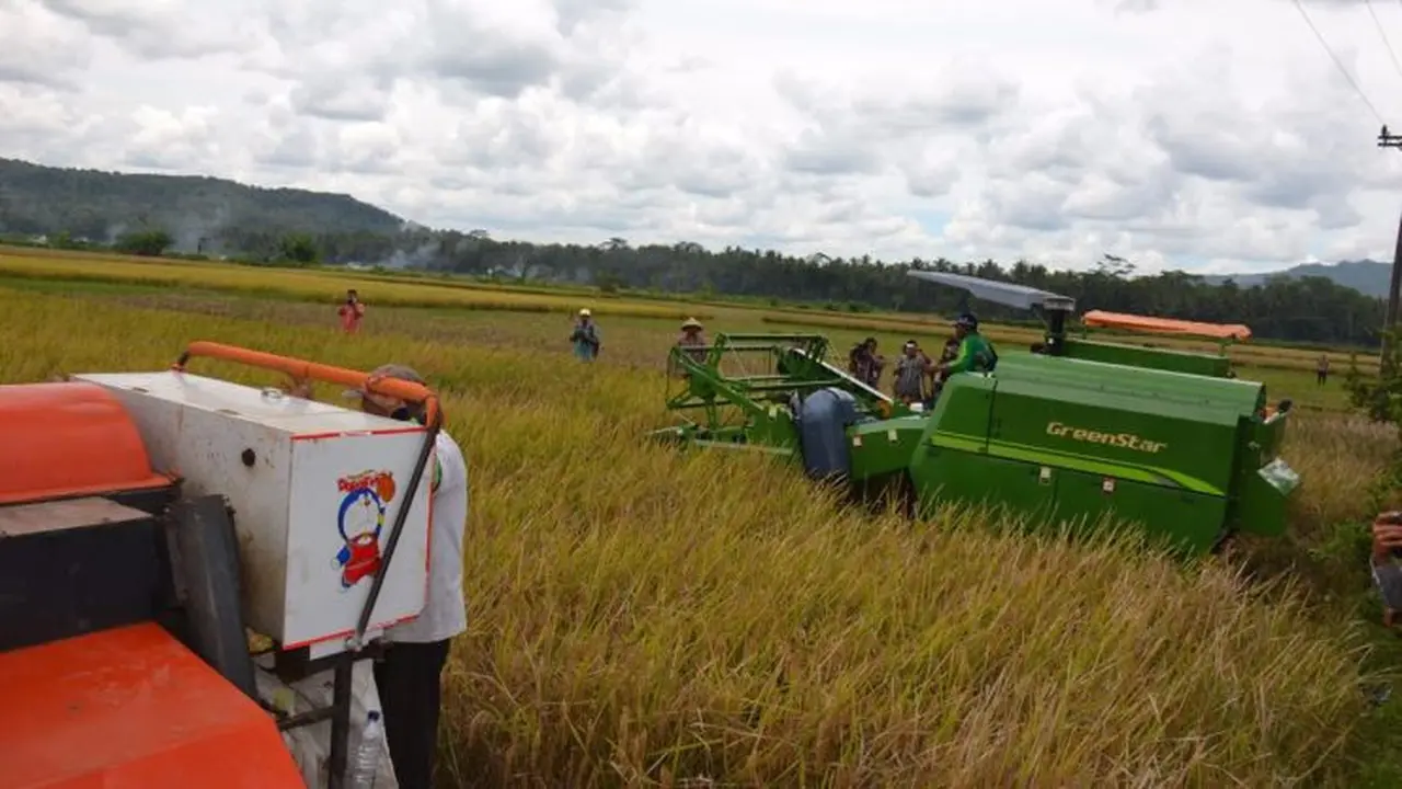 Panen raya petani padi di Purworejo, Jawa Tengah.