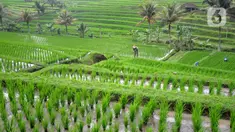 Petani membersihkan rumput liar di sela tanaman padi jenis IR64 di Jatiluwih, Tabanan, Bali, Minggu (5/9/2021). Seiring berakhirnya masa panen dan memasuki masa tanam padi, Badan Pusat Statistik (BPS) mencatat harga beras semua kualitas terjadi kenaikan pada Agustus 2021. (merdeka.com/Arie Basuki)