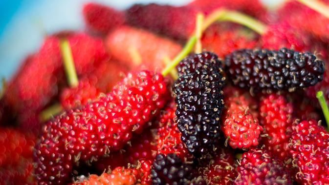 Khasiat Buah Khasiat Buah Mulberry Dan Variety Pohon Tin