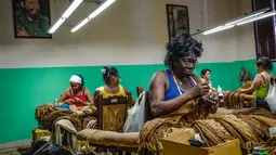 Seorang pekerja pabrik cerutu memilih daun tembakau di Havana, Kuba, Kamis (1/3). (ADALBERTO ROQUE/STR/AFP)