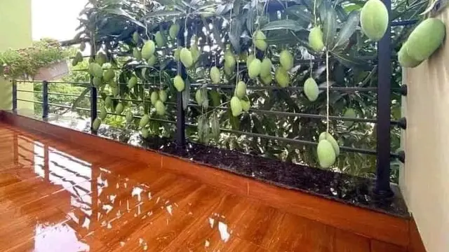 6 Momen Tak Terduga Dapat Mangga Ini Bikin Senyum Bahagia, Beruntung