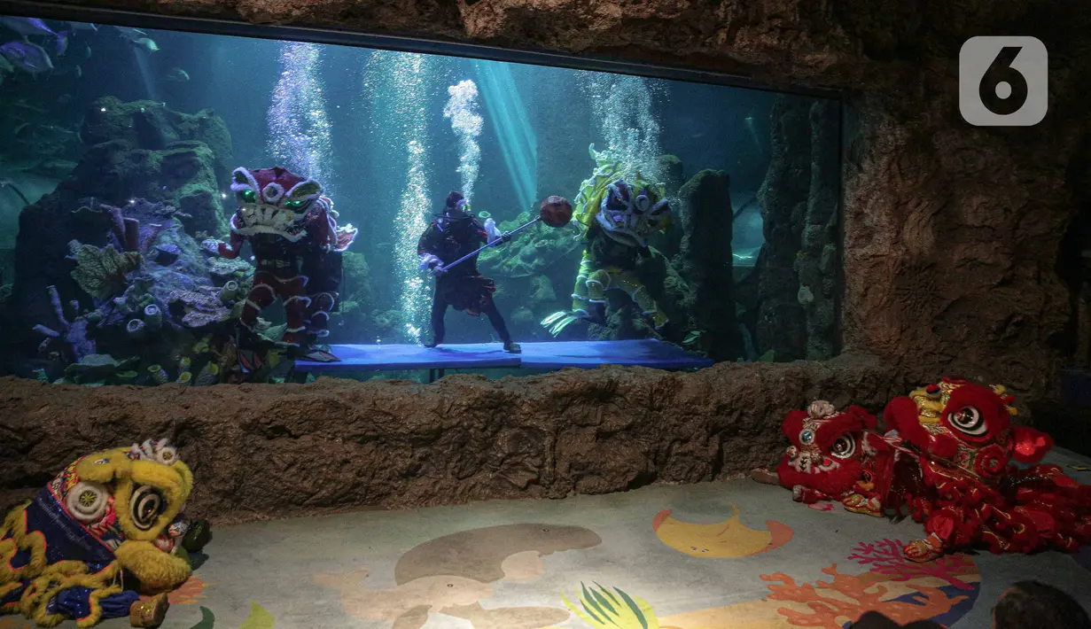 Barongsai dan liong beraksi menghibur pengunjung di akuarium SeaWorld Ancol, Jakarta, Senin (24/1/2022). Atraksi barongsai dan liong tersebut digelar dalam rangka memeriahkan perayaan tahun baru Imlek 2573. (Liputan6.com/Faizal Fanani)