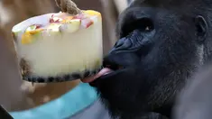 Seekor gorila dataran rendah, Richard, sedang menjilati es krim di Kebun Binatang Praha, Republik Ceko, Senin (6/8). Pengelola bonbin memberikan es krim dari buah-buahan agar binatangnya tidak tersiksa selama gelombang panas. (AP/Petr David Josek)