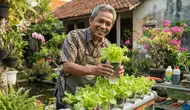 Cara Menanam Selada Hidroponik dari Gelas Plastik Bekas, Cocok Jadi Hobi Pensiunan