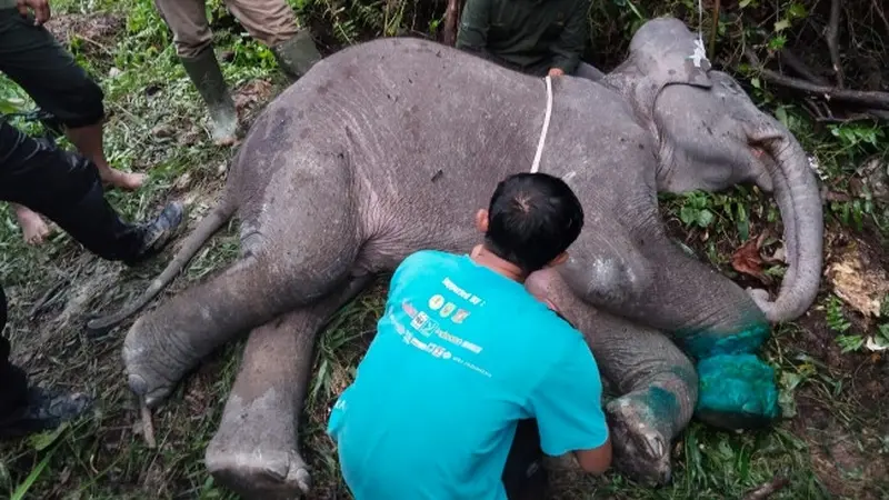 Petugas medis BBKSDA Riau merawat anak gajah terjerat yang kakinya hampir putus di Kabupaten Pelalawan.