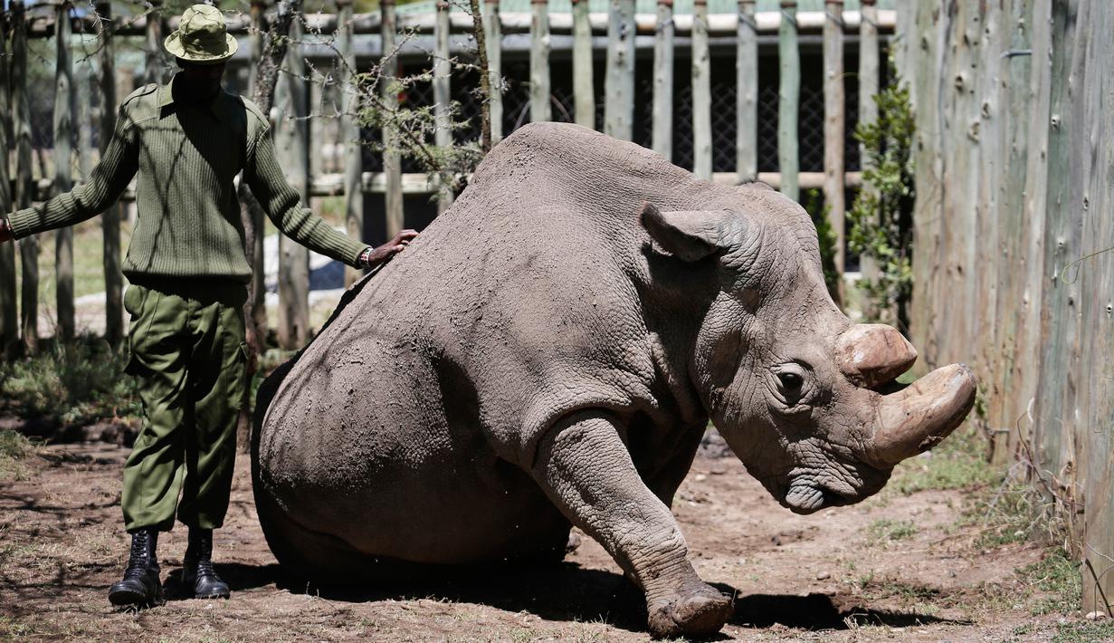 Ranger merawat satu-satunya pejantan dari tiga badak putih terakhir di dunia bernama Sudan di Laikipia, Kenya, 3 Mei 2017. Sudan terpaksa disuntik mati karena fungsi otot dan tulangnya mengalami penurunan serta luka di kulit yang kian meluas. (AP Photo)