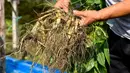 Seorang petani ginseng menunjukkan ginseng yang dipanennya di Desa Dafang di Wanliang, Wilayah Fusong, Provinsi Jilin, China timur laut, pada 28 Agustus 2020. Wanliang terkenal dengan industri ginsengnya. (Xinhua/Xu Chang)