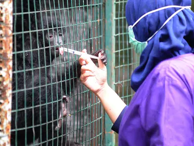 Dokter hewan yang juga aktivis Animal Sanctuary Trust Indonesia (ASTI)  memberi vitamin ke Siamang (Symphalangus syndactylus) yang merupakan hasil sitaan dari warga di tempat Pusat Transit Satwa Gadog ASTi, Bogor, Senin (11/3). (merdeka.com/arie basuki)