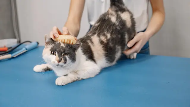Cat Grooming