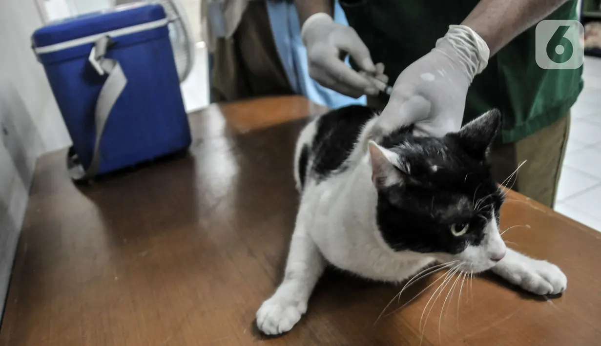 Tim paramedis Suku Dinas Ketahanan Pangan, Kelautan, dan Pertanian Jakarta Timur menyuntikkan vaksin rabies kepada kucing di Kantor RW 07 Cipinang Muara, Jatinegara, Jakarta, Senin (6/9/2021). Vaksinasi ini dilakukan kepada hewan peliharaan seperti anjing dan kucing. (merdeka.com/Iqbal S.Nugroho)