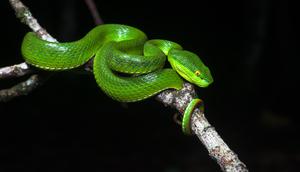 Ular Hijau/Pucuk (Trimeresurus albolabris). Foto: Wikimedia