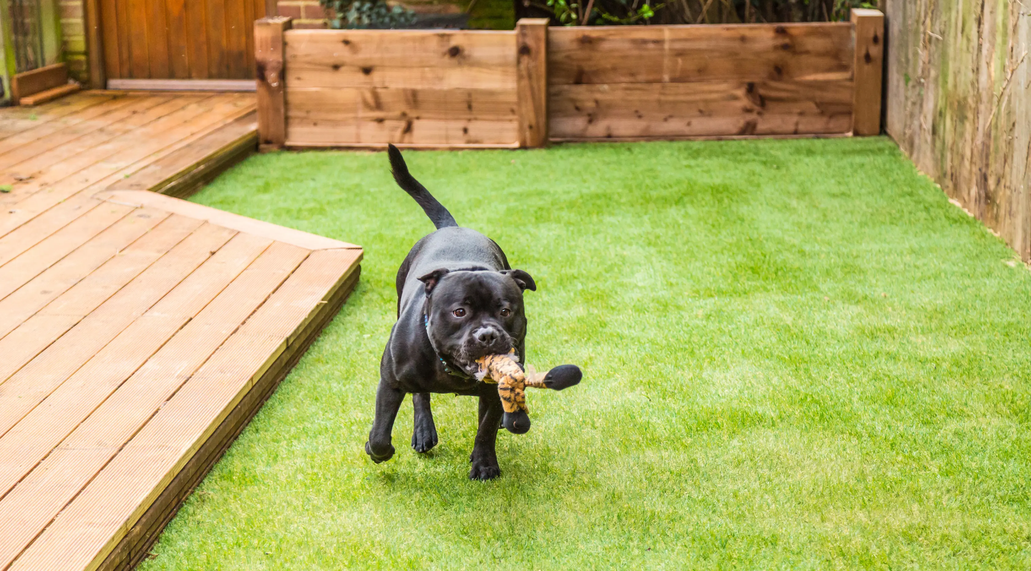 Pitbull memiliki daya cengkeram yang luar biasa pada rahangnya. Sekali menggigit, anjing ini tak akan mau melepaskan gigitannya sebelum mendapatkan apa yang dimau. Dan itulah yang disinyalir membuat gigitan pitbull sulit dilepaskan. (istockphoto.com)