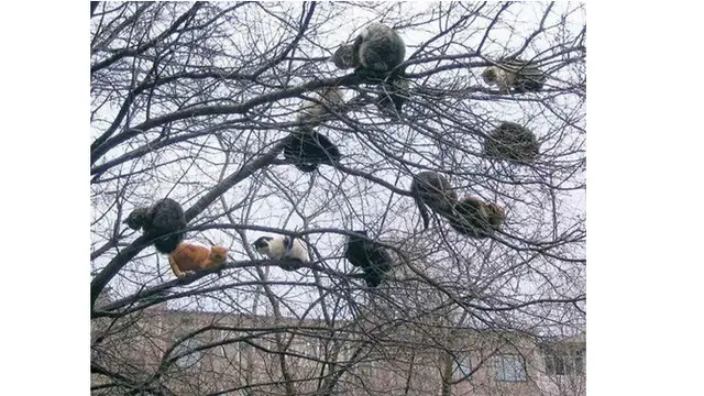 8 Pose Kucing saat Tidur di Pohon Ini Bikin Gemas Sekaligus Geregetan