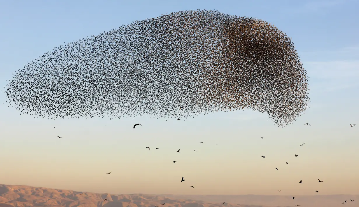 Sekawanan burung jalak eropa (Sturnus vulgaris) terbang berkelompok membentuk pola saat bermigrasi melintasi Lembah Jordan di Tepi Barat, sepanjang perbatasan dengan Yordania pada 3 Februari 2019. (MENAHEM KAHANA / AFP)