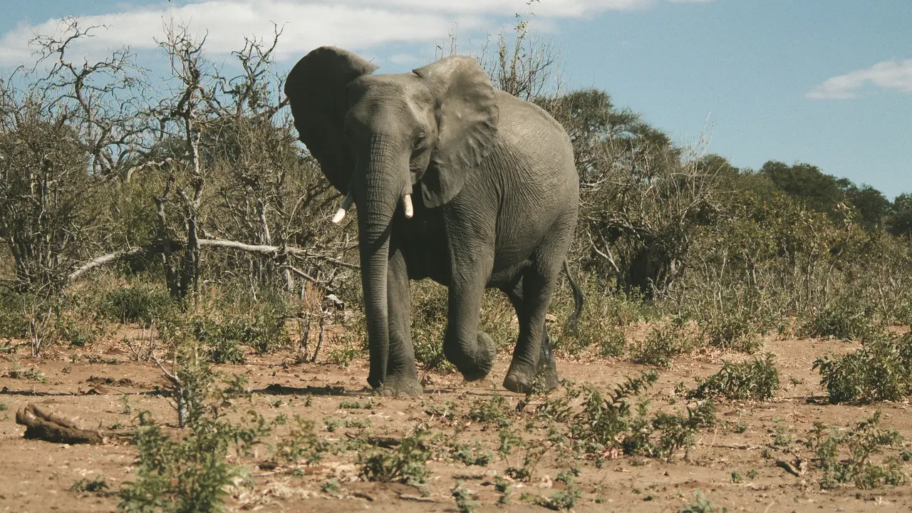 Gajah di Botswana
