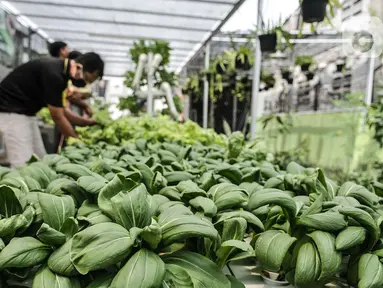 Warga melakukan perawatan tanaman di kebun sayur hidroponik Gang Hijau RT 007/008, Kelurahan Cipinang Besar Utara, Jakarta, Rabu (9/9/2020). Dalam menghadapi pandemi Covid-19, warga di permukiman tersebut membangun kebun sayuran hidroponik di atas aliran kali. (merdeka.com/Iqbal S. Nugroho)