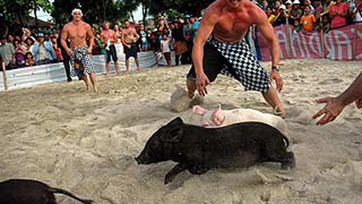 Turis Asing Berebut Menangkap Anak Babi - News Liputan6.com