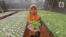 Karyawan menunjukkan sayur hidroponik jenis bayam di Serua Farm, Bojongsari, Depok, Jawa Barat, Jumat (26/6/2020). Kebun sayur hidroponik dengan 25.000 lubang tanam, banyak menyuplai ke pedagang eceran hingga dijual ke masyarakat sekitar. (Liputan6.com/Fery Pradolo)