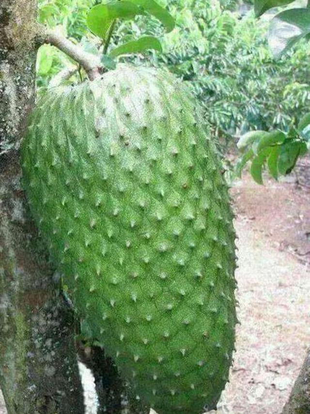 6 Rezeki Tak Terduga Dapat Buah Raksasa Ini Bikin Tercengang