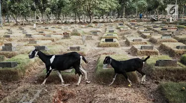 Sejumlah kambing mencari makan di antara makam yang berada di TPU Pondok Rangon, Jakarta, Sabtu (10/8/2019). Kambing tersebut sengaja digembalakan di area kuburan oleh pemiliknya lantaran kurangnya lahan hijau di daerah perkotaan. (Liputan6.com/Faizal Fanani)